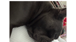 Lost Pet: Kona