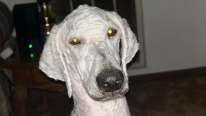 Lost Pet: Ghost
