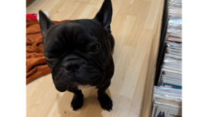 Lost Pet: Luna