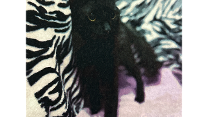 Lost Pet: Oreo