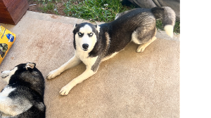 Lost Pet: Maya