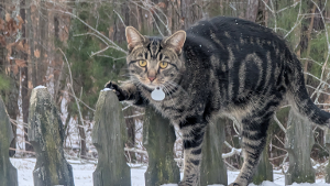Lost Pet: Leo