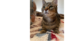 Lost Pet: Acorn
