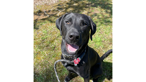 Lost Pet: Gordon