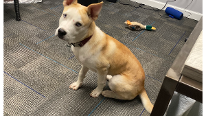 Lost Pet: Diesel