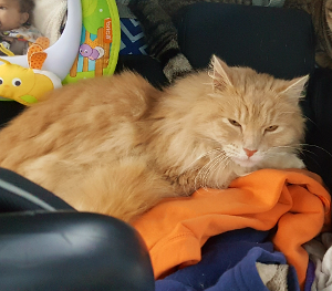 Lost Pet: Max