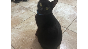 Lost Pet: Michy