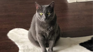 Lost Pet: Cat Winslet