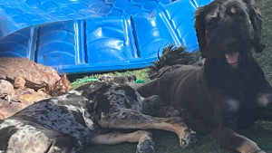 Lost Pet: Capone