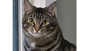 Lost Pet: Bill Avant