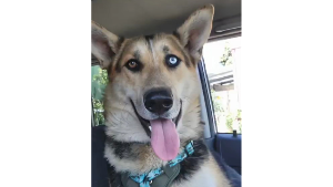 Lost Pet: Panda