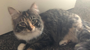 Lost Pet: PENELOPE