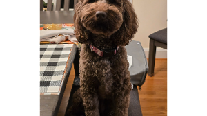 Lost Pet: Fiona