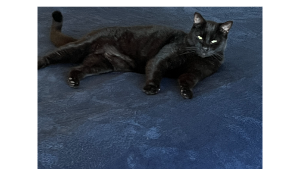 Lost Pet: June