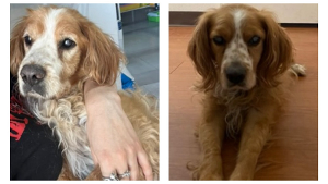 Lost Pet: Misty