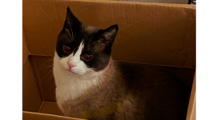 Lost Pet: Coco