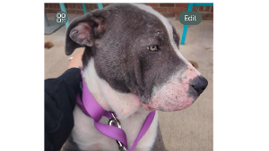 Lost Pet: LUNA
