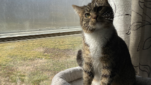 Lost Pet: Tilty