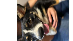 Lost Pet: Stella
