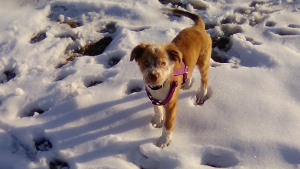 Lost Pet: Bob