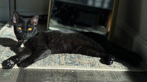 Lost Pet: Salem