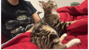 Lost Pet: Kajru