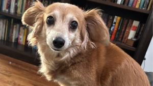 Lost Pet: Frankie