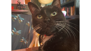 Lost Pet: Ladybug