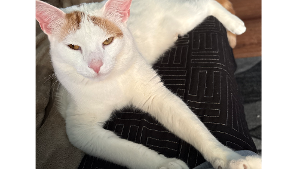 Lost Pet: Binx