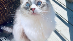 Lost Pet: Kevin