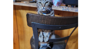 Lost Pet: Chase