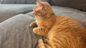 Lost Pet: Garfield