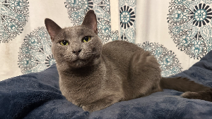 Lost Pet: Boris
