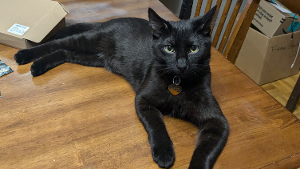 Lost Pet: Salem Wilson
