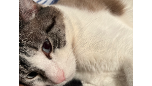 Lost Pet: Puma
