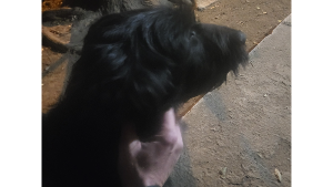 Lost Pet: Cleopatra Johnson
