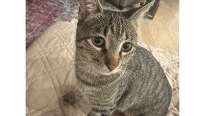 Lost Pet: Watson