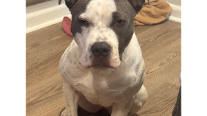 Lost Pet: Chloe