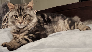 Lost Pet: Jarvis