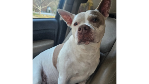 Lost Pet: Cotton Candy