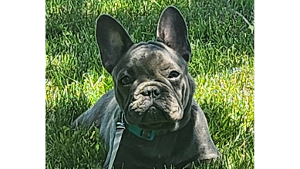 Lost Pet: Stella