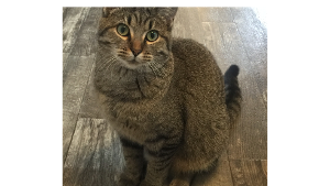 Lost Pet: Bo