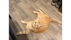 Lost Pet: Pooh