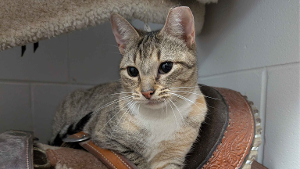 Lost Pet: SYDNEY