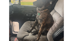 Lost Pet: Shenzi