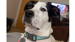 Lost Pet: Theo