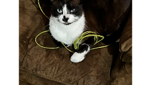 Lost Pet: Kooney