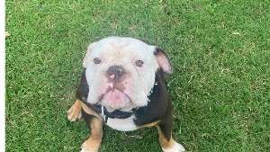 Lost Pet: Draeco