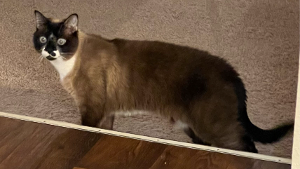 Lost Pet: Mono