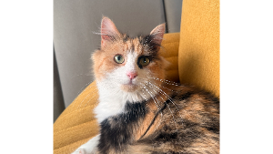 Lost Pet: Kappy